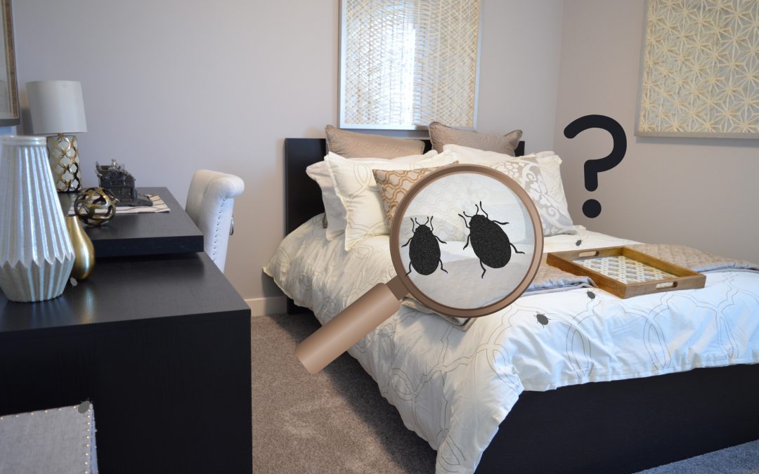 CIMICI (Cimex lectularius)