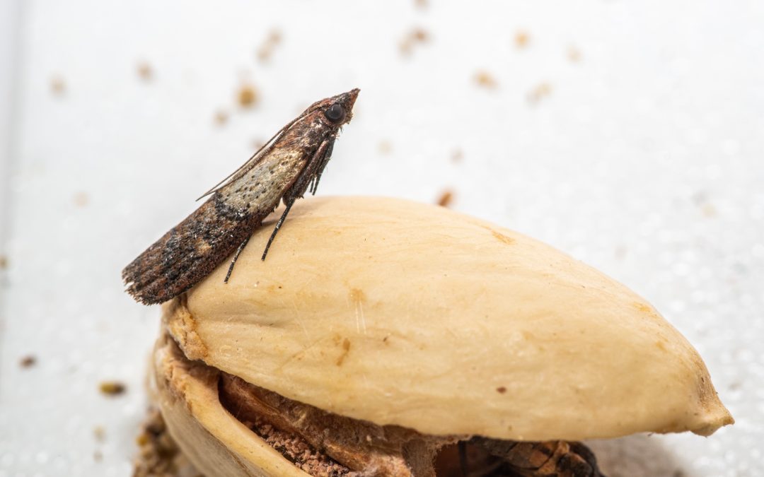 INSETTI DERRATE ALIMENTARI